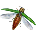 EAB Experts