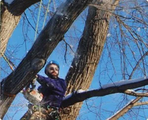 benefits of winter tree pruning