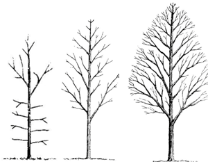 formative pruning