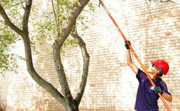 pruning maple trees in minnesota