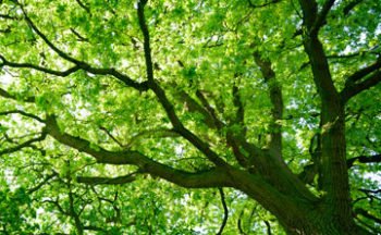 Residential Treecare