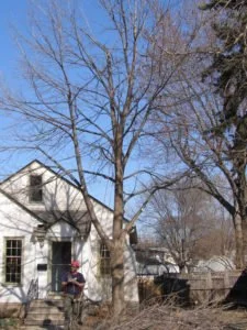 winter pruning