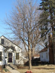 Before Pruning
