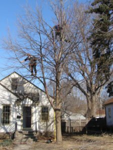 During Pruning