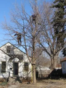 During Pruning