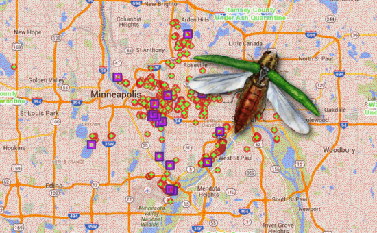 illustration of emerald ash borer over map of twin cities metro