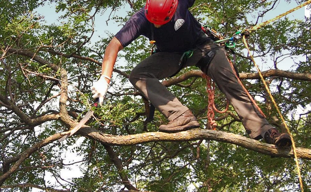 Tree Trimming and Pruning in Minnesota Rainbow Treecare