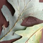 bur oak blight
