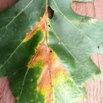 bur oak blight