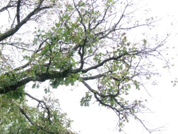 Bur oak blight dieback