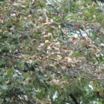 bur oak blight