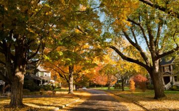 Beautiful Fall Trees