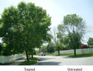Comparison of Treated and Untreated Ash Trees