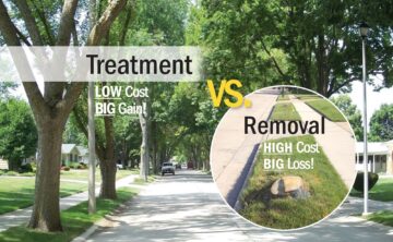 Treatment Vs Removal for EAB