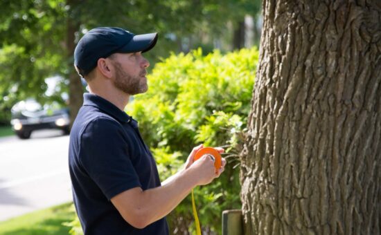 consulting arborist rolling up tape measure next to tree