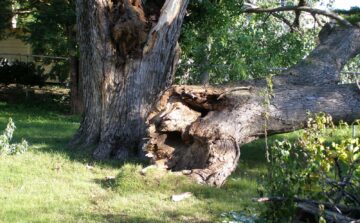 tree storm damage
