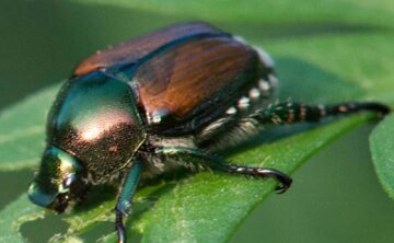 Japanese Beetle on green leaf