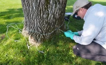 Tree Injection Treatment of an Ash Tree