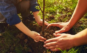 tree planting