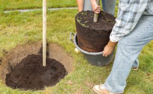 tree planting