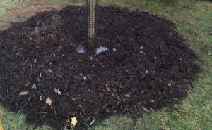 tree planting