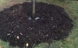 tree planting