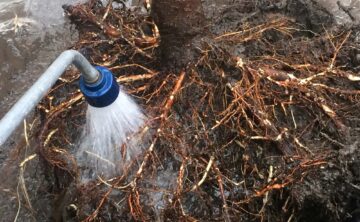 Tree Planting - Washing