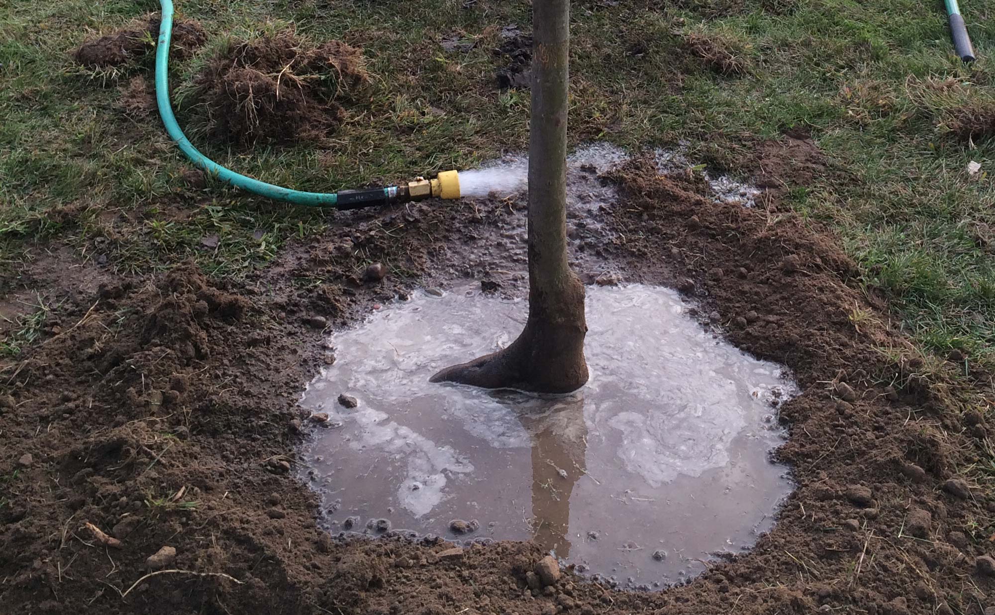 Tree Planting Basics Rainbow Treecare