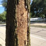 eab