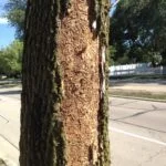 eab