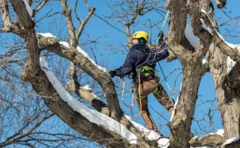 Winter Pruning is good for your trees