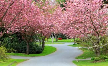 Spring Tree Blossoms