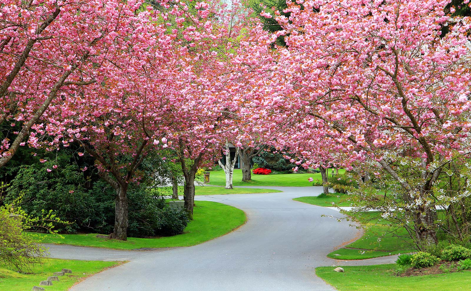 rainbow tree care minneapolis