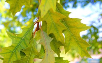 chlorosis in red oak leaves