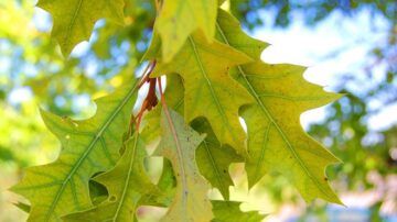 chlorosis in red oak leaves