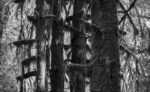Scary Trees