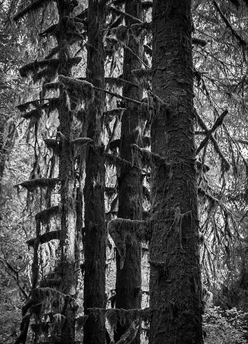 Scary Tree Photo