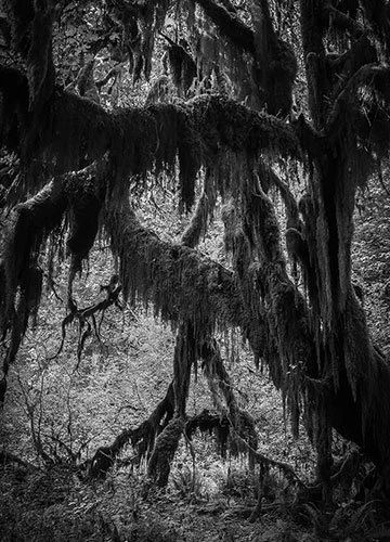 Scary Tree Photo