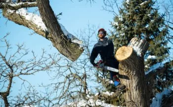 Winter Tree Removal