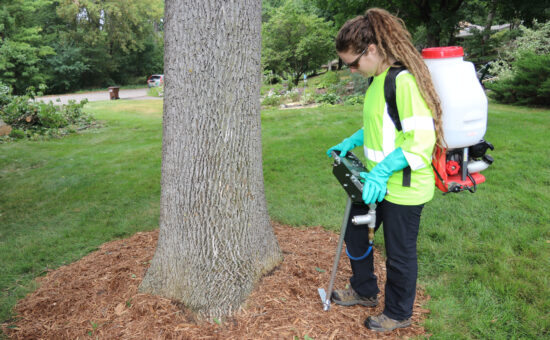 technician applying tree growth regulator to base of tree