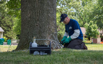 The Future of Tree Care: Advancements in Pest And Disease Management 