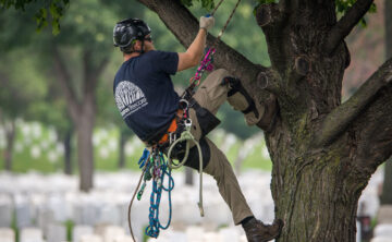 Saluting Branches Tree Climbing