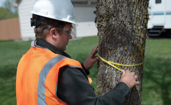 Certified Arborist measuring tree DBH