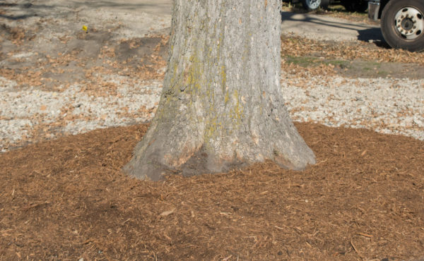 Properly mulched tree in a construction site