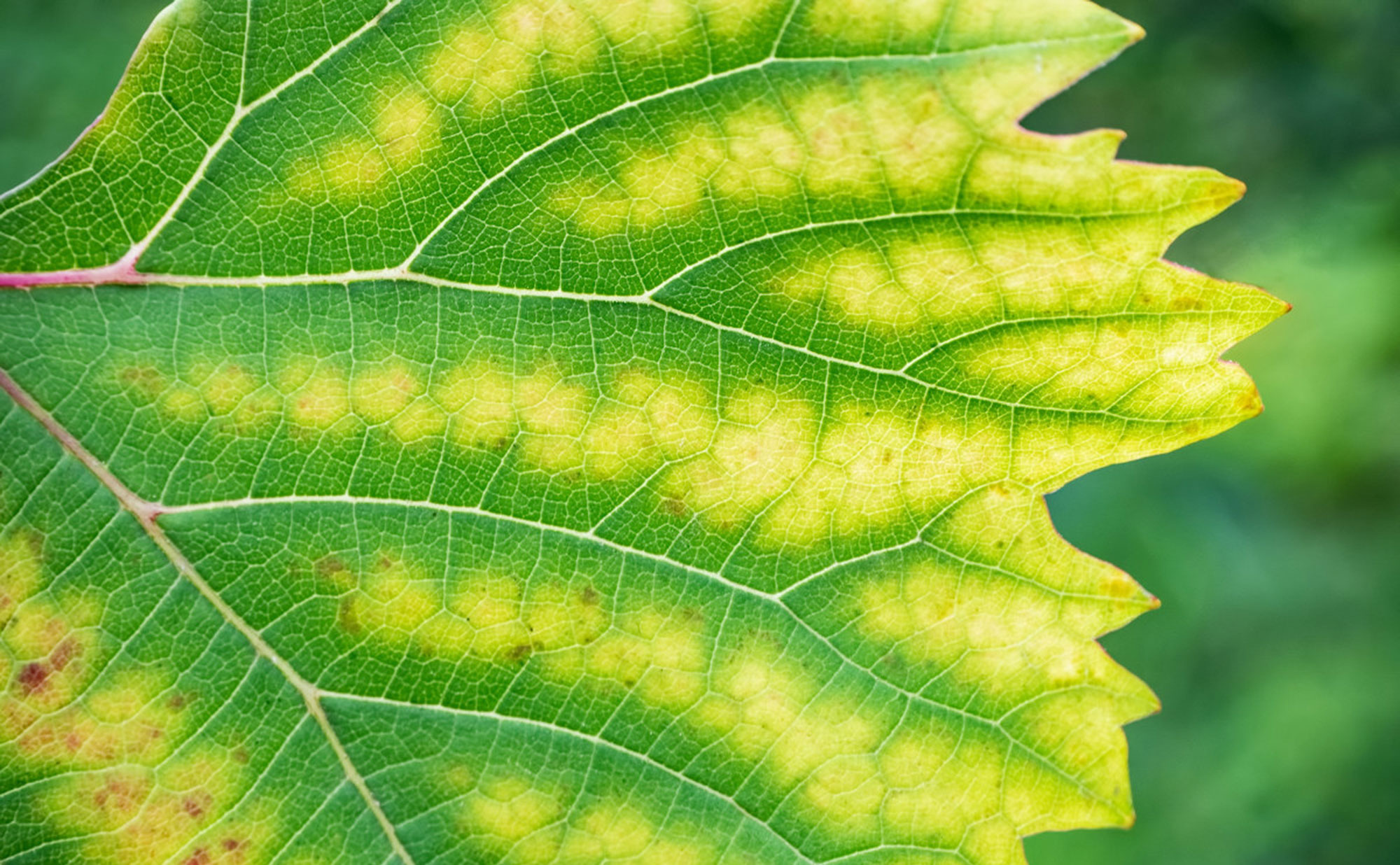 Abiotic Tree Disorders Prevention and Control Rainbow Treecare