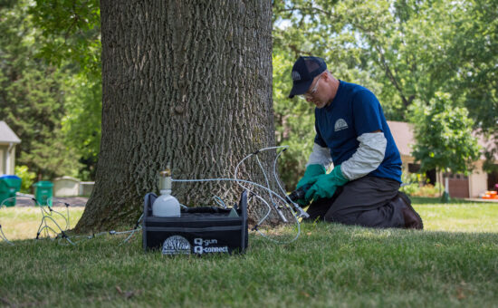 injection technician performing Tree Injection Application using a Q-Connect