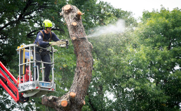 Rainbow removing a Tree using a bucket truck