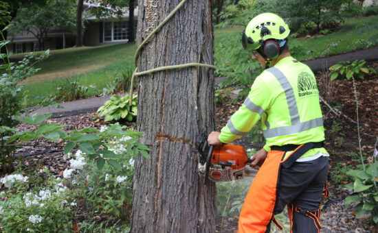 arborist removing tree with chainsaw equipped with PPE