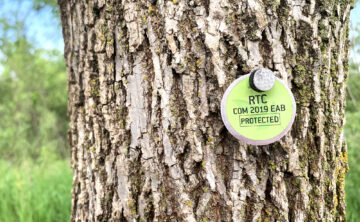 Tree Tag