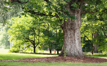 The Benefits of Mature Trees: What They Do for You, Your Yard, and Your Community